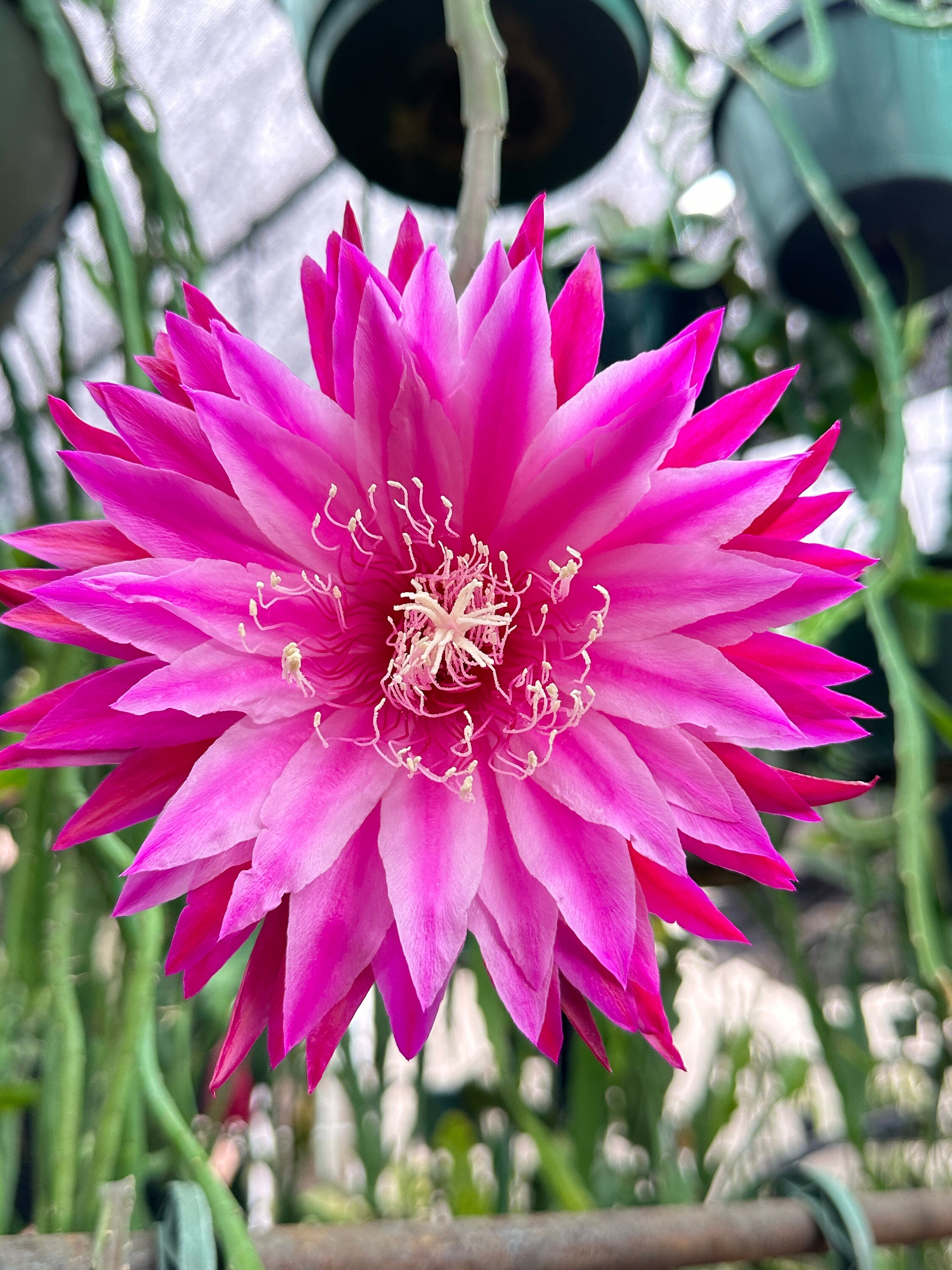 フラワー・ガーデニング uyiyiytiy Epiphyllum “ Kiwi Pop Idol “ Hybrid [ Plant Stem Cutting Between 7