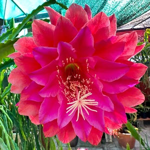 May include: A large, vibrant pink cactus flower with a white center and many petals. The flower is in bloom and has a delicate, intricate structure.