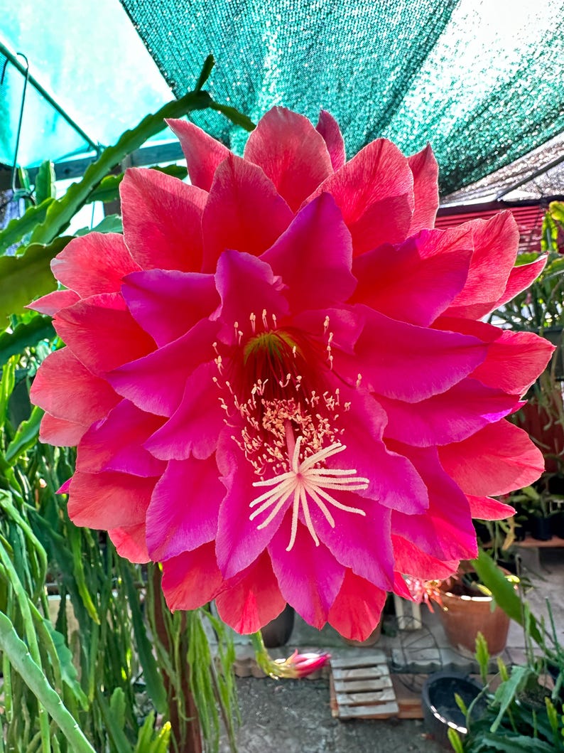 May include: A large, vibrant pink cactus flower with a white center and many petals. The flower is in bloom and has a delicate, intricate structure.