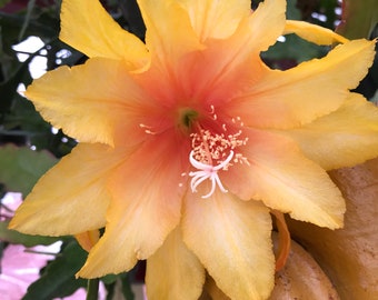 Epiphyllum “ Acapulco Sunset “ Hybrid [ Plant stem cutting between 7”-9” long ]