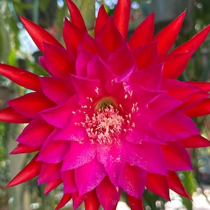Epiphyllum” Falling In Love “ Hybrid [ Plant stem cutting between 7”-9” long ]
