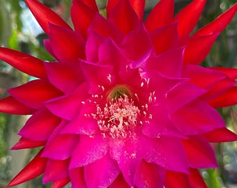 Epiphyllum” Falling In Love “ Hybrid [ Plant stem cutting between 7”-9” long ]