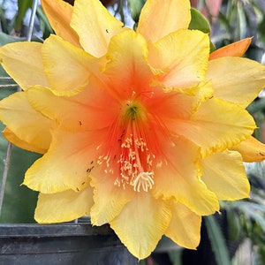 May include: A close-up of a vibrant yellow and orange flower with multiple layers of petals. The flower's center is a bright orange, transitioning to yellow at the edges. The flower is in a black pot, with a blurred background of green foliage.
