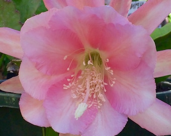 Epiphyllum " Lily Dache " Hybrid [ Plant stem cutting between 7"- 9" long ]