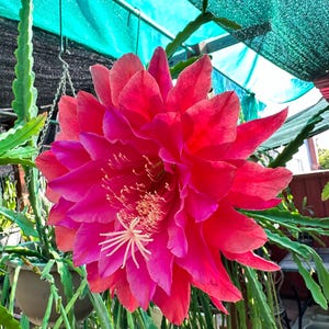 May include: A large, vibrant pink flower blooms on a cactus plant. The flower has many petals and a white center. The cactus is growing in a garden setting.