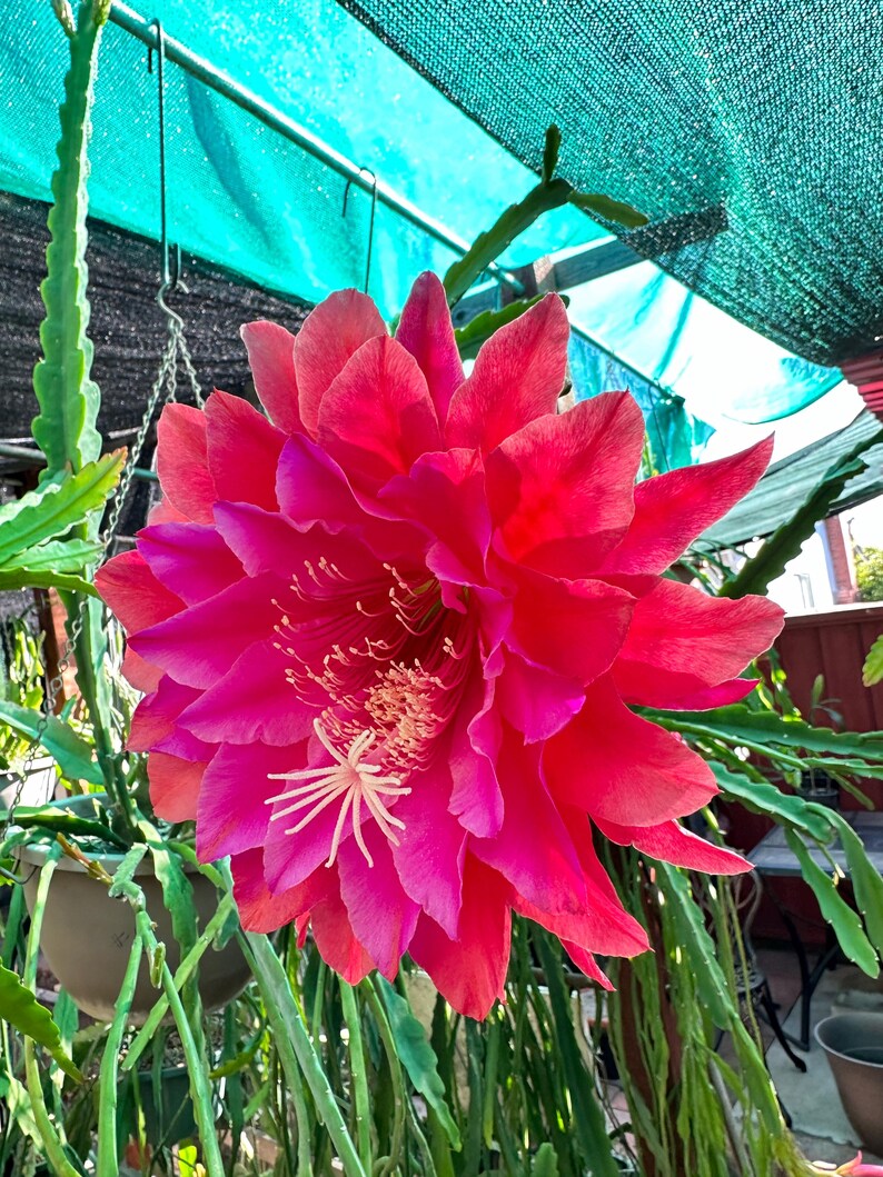 May include: A large, vibrant pink flower blooms on a cactus plant. The flower has many petals and a white center. The cactus is growing in a garden setting.