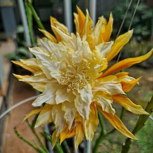 May include: A white ceramic mug with a black handle and the text "But First, Coffee" in a bold, black font. The mug is set against a blurred background, highlighting its clean design.