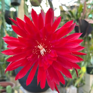 May include: A vibrant red flower with numerous pointed petals radiating from a central point. The flower's center features a cluster of white stamens. The background is blurred, suggesting a garden setting, with other plants and pots visible.