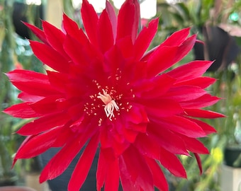 Epiphyllum “Ruby Pinwheel “ Hybrid [ Plant stem cutting between 7”-9” long ]