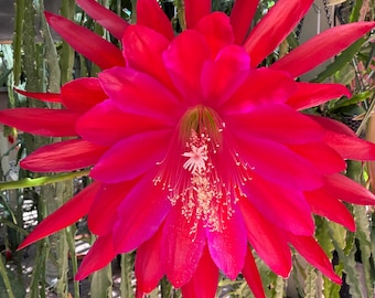 Epiphyllum “Masada “Hybrid [Plant stem cutting length 7”-9”