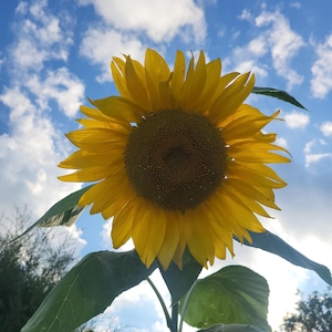 Home Grown & Harvested Sunflower Seeds