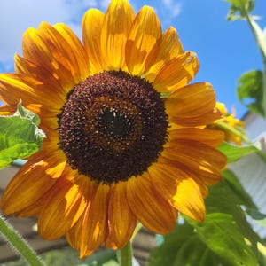 Autumn Beauty Sunflower Seeds