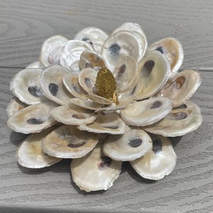Oyster Shell Magnolia Blossom