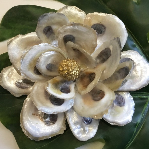 Oyster Shell Magnolia Blossoms