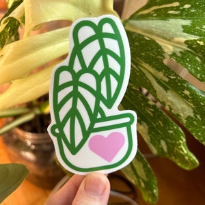 Philodendron Alocasia houseplant sticker