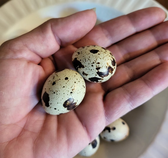 15 Quail Eggs Coturnix Quail Eggs for Eating 1011 Grams Etsy