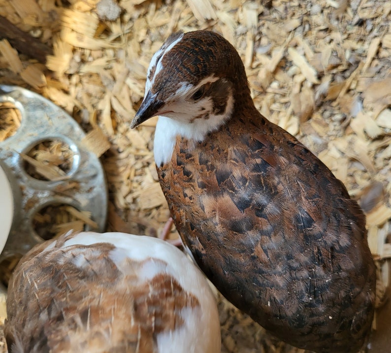 15 Quail Eggs Coturnix Quail Eggs for Eating 1011 Grams Etsy