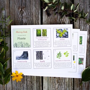 Plantes - Cartes de découverte / Une activité de chasse au trésor pour les enfants pour les encourager à regarder de plus près les plantes et à apprendre des faits amusants ! TÉLÉCHARGEMENT NUMÉRIQUE