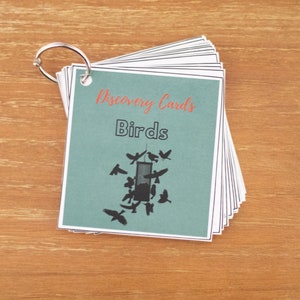 Bird Discovery Cards That Help Kids Identify Backyard Birds and Learn ...