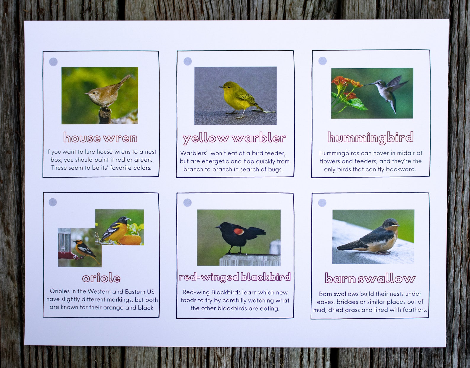 Bird Discovery Cards That Help Kids Identify Backyard Birds and Learn ...