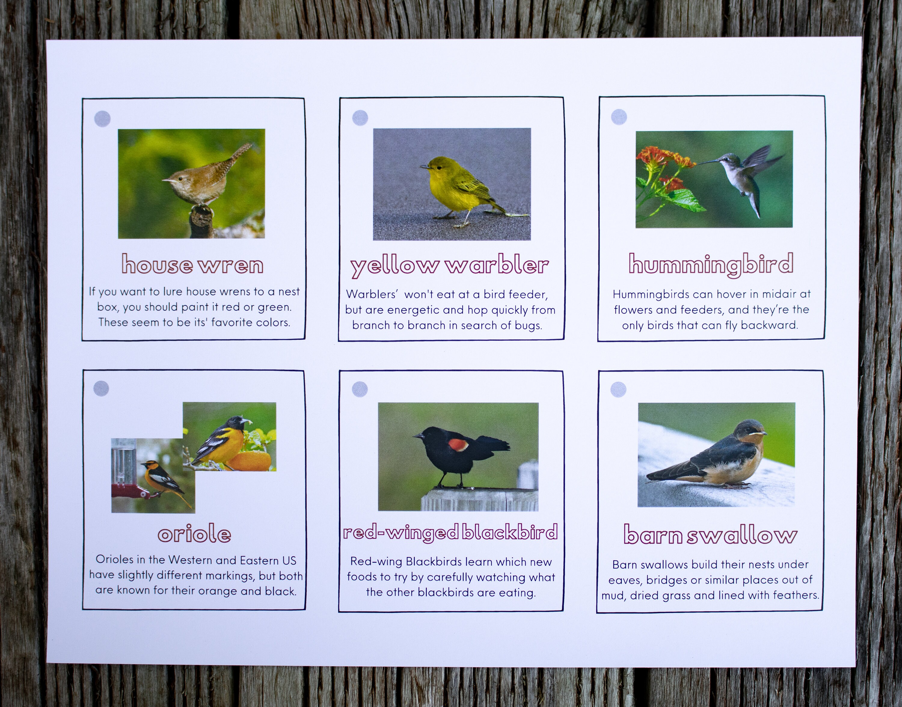Bird Discovery Cards That Help Kids Identify Backyard Birds and Learn ...