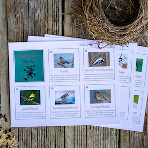 Vogel-Entdeckungskarten, die Kindern helfen, Hinterhofvögel zu identifizieren und mehr über sie zu erfahren. Download/Druckversion