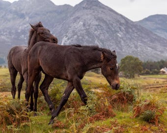 Connemara Pony Print | Irish Landscape Photography, Ireland Wall Art