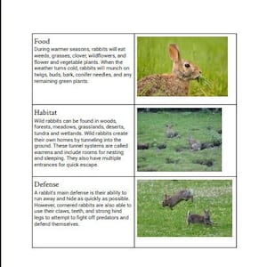 Montessori Animal Stories Cards