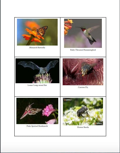 Montessori Pollinators Matching Game - Etsy