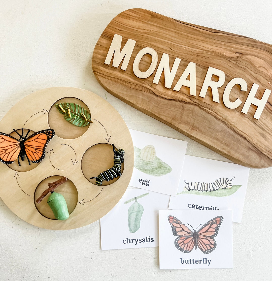 Monarch Butterfly Printable Lifecycle Flashcards Montessori 4 Part Card