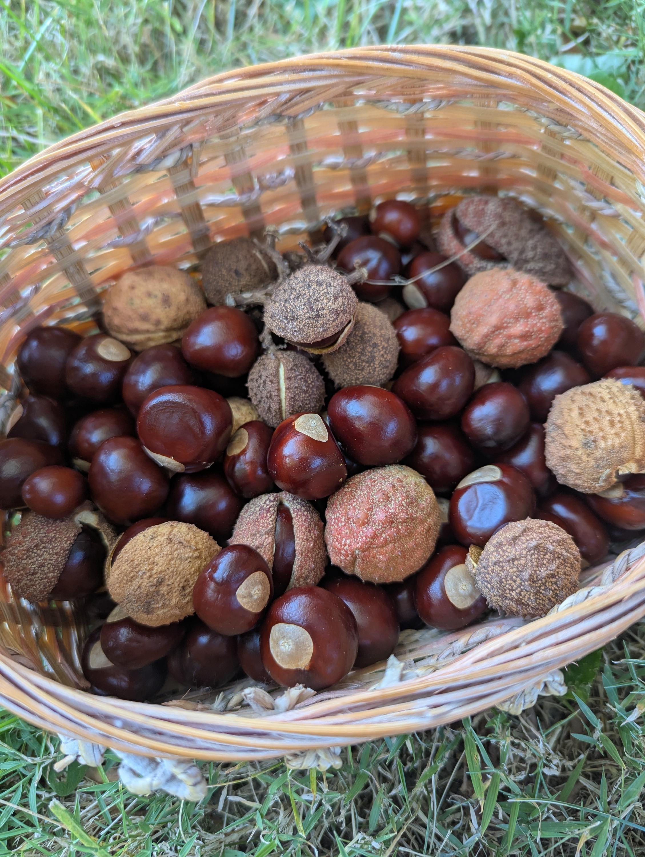 Real Buckeyes Buckeye Tree Nuts - Etsy