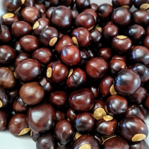 May include: A close-up shot of a pile of shiny, dark brown buckeye nuts. Each nut has a lighter tan-colored spot where it was attached to the tree. The nuts are smooth and round, filling the frame.