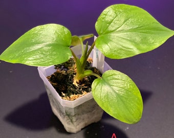 Homalomena rubescens (Green, from variegated mother)