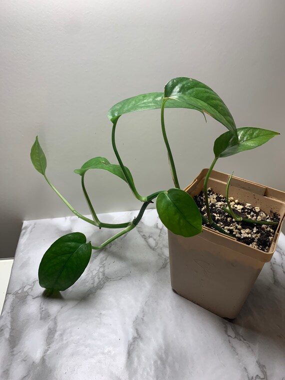 Epipremnum Pinnatum Green Form - Etsy