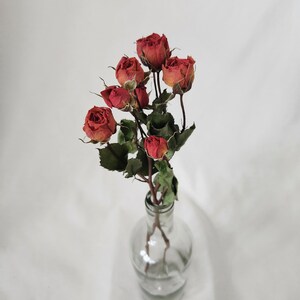 Dried Spray Rose Bunch, Natural Colors, Dried Flowers for Crafting ...