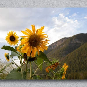 Sunflower print, perfect Wall Decor, Nature Wall Art