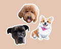 Custom pet stickers, Custom dog sticker, Custom cat sticker, water bottle sticker, also available as refrigerator magnets