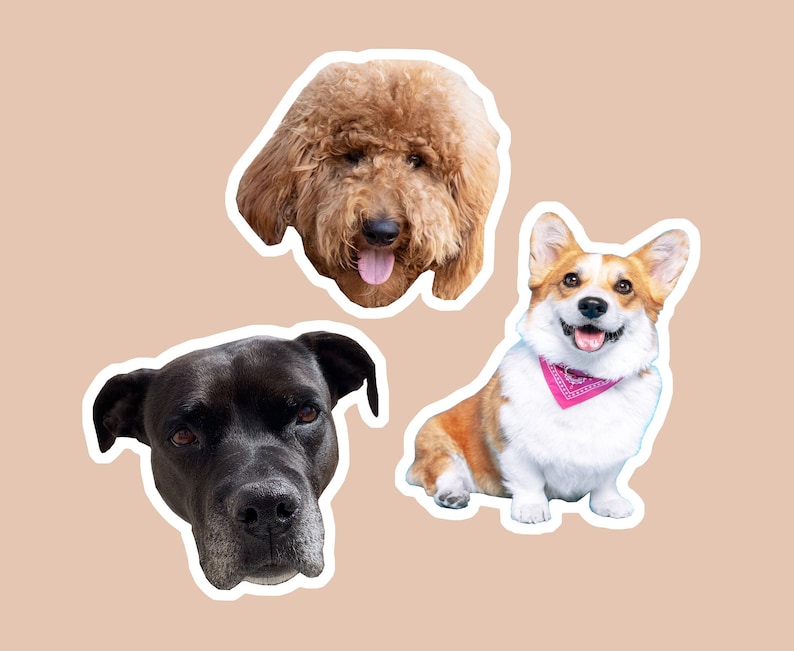 May include: Three different dog breeds: a brown and white corgi wearing a pink bandana, a black labrador retriever, and a brown poodle.