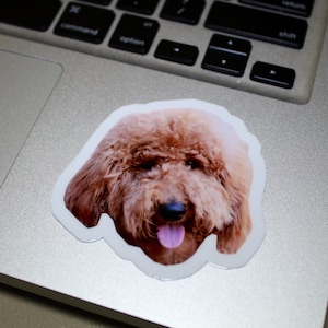 May include: A close-up of a brown and white dog with its tongue sticking out. The dog is looking directly at the camera.