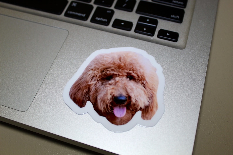 May include: A close-up of a brown and white dog with its tongue sticking out. The dog is looking directly at the camera.