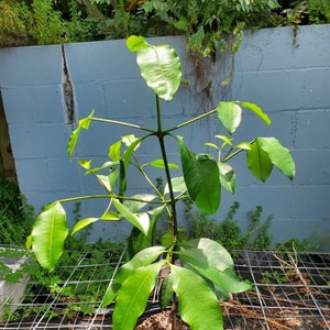 LARGE Lemon Drop Mangosteen (Garcinia brasiliensis) - 3 gallon -Tropical Fruit Tree