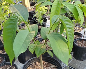 Rollinia deliciosa "biriba" - 2 gallon Tropical Fruit Tree