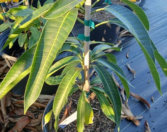 Grafted Pickering Mango Tree – Dwarf Tropical Fruit Plant
