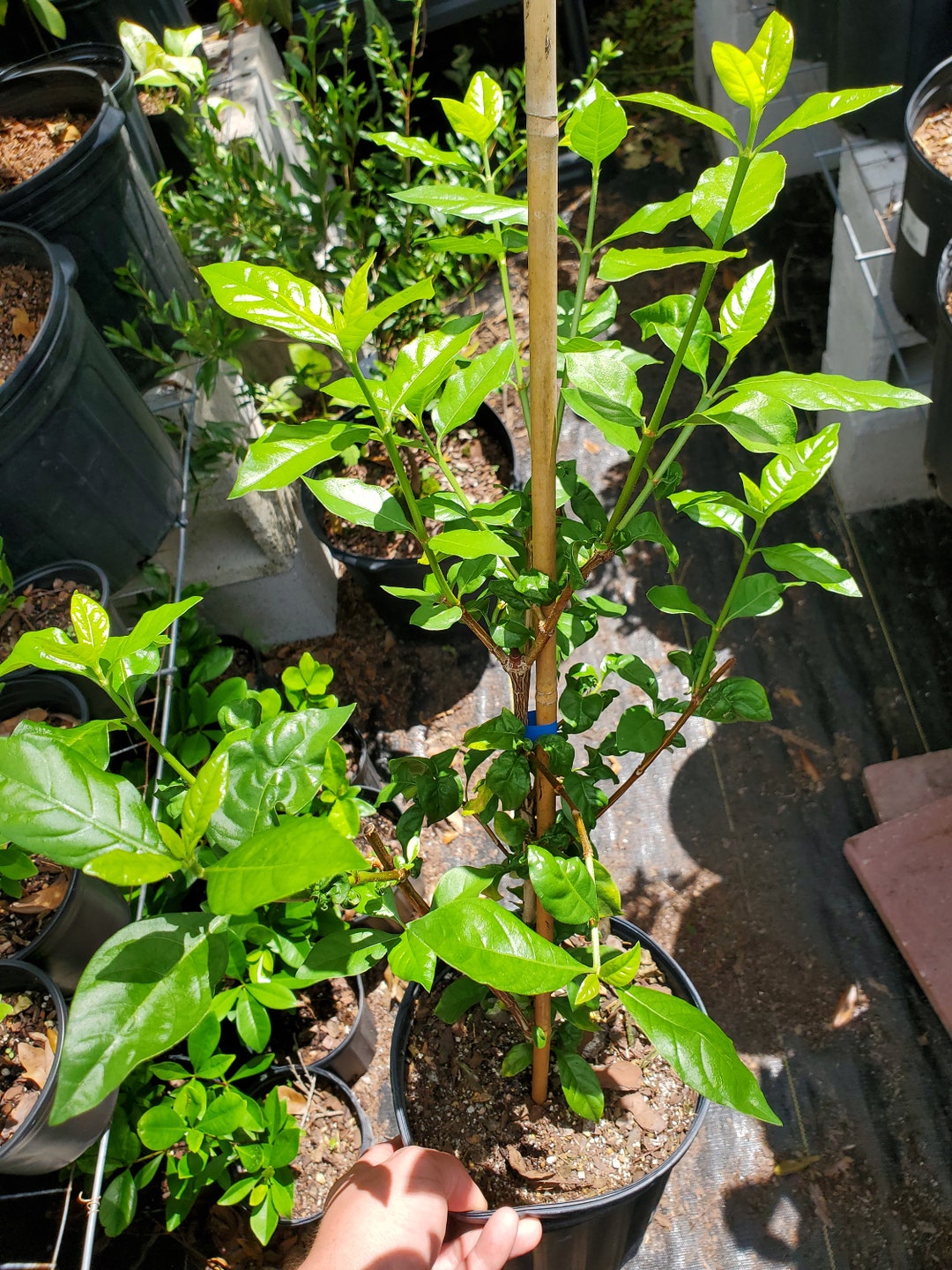 RARE Blackberry Jam Fruit R. Formosum Fruit Tree Etsy