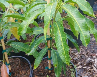 Grafted Glenn Mango Tree – Easy Growing Tropical Fruit Tree