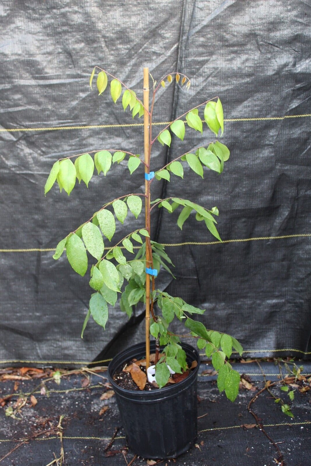 Grafted Starfruit Tree - 3 Gallon Pot, Live Fruit Plant For Outdoor Gardens