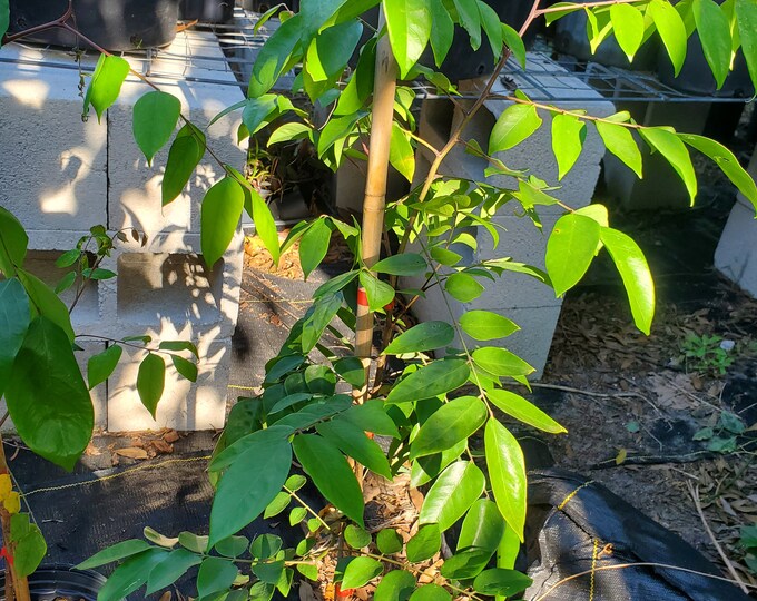 GRAFTED Starfruit Fwang Tung Fruit Tree 2 Gallon - Etsy