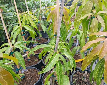 Nam Doc Mai Mango Tree – Grafted Thai Sweet Fruit Plant (Ships in Pot)