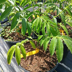 curio plant Curio radicans (String of Bananas)