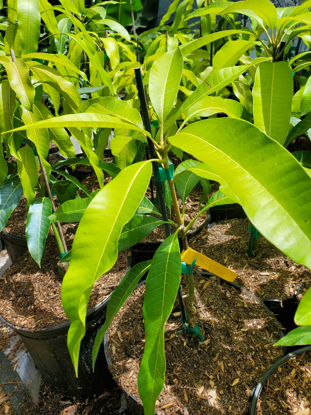 Mango Raja K3 Grafted Kathy k3 Mango 3 Gallon - Etsy